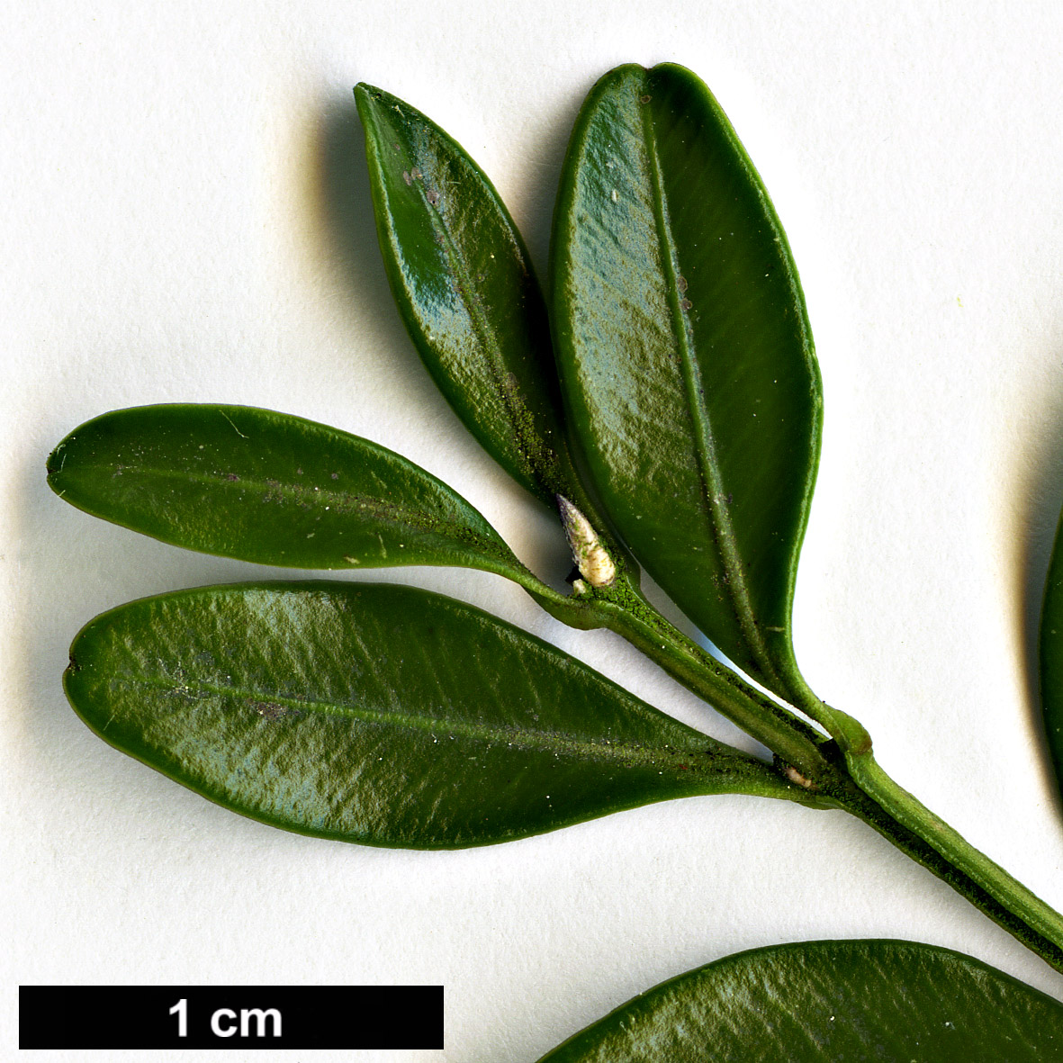 High resolution image: Family: Buxaceae - Genus: Buxus - Taxon: microphylla - SpeciesSub: var. riparia